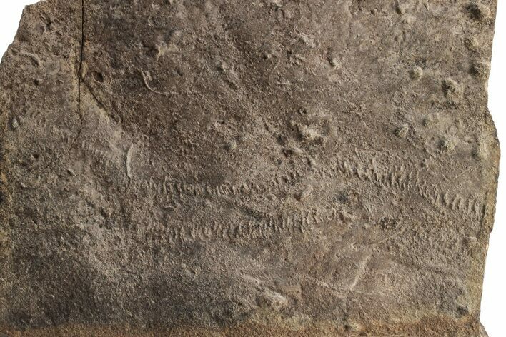 Cruziana (Fossil Trilobite Trackway) - Morocco #253169